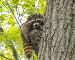 Raccoon (Procyon lotor) Native North American Mammal