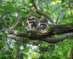 Raccoon (Procyon lotor) Native North American Mammal