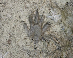 Raccoon (Procyon lotor) Track - Foot Print in Mud - Native North American Mammal