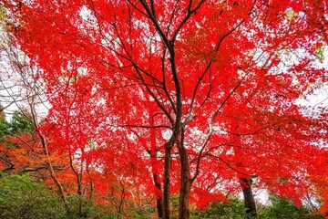 高崎山の紅葉