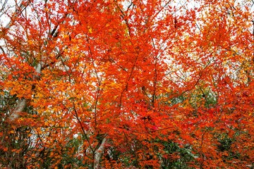 高崎山の紅葉