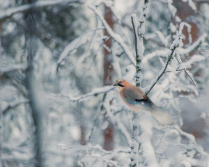 Birds in the winter forest