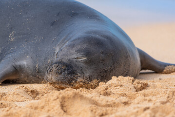 Closeup of monk seal sleeping on beach near ocean