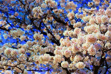 満開の桜
