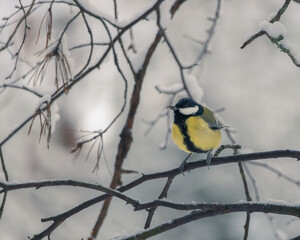 Obraz premium Birds in the winter forest