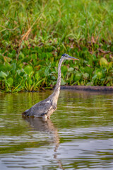 Whistling heron  wading in a river in the Pantanal