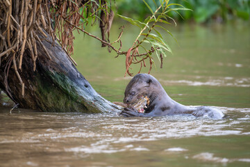 Giant Otter having breakfast