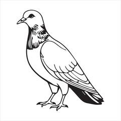  Pigeon silhouette line art illustration.
