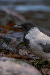 Photos around Helsinki