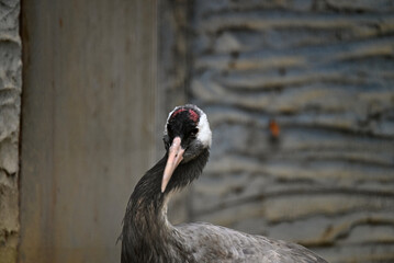 Obraz premium 動物園のタンチョウ