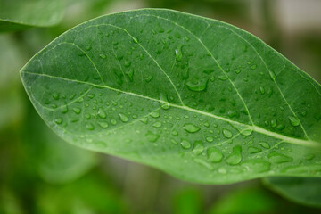 Close-up view of water drops on leaf