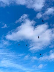 鳥が飛ぶ青空の景色