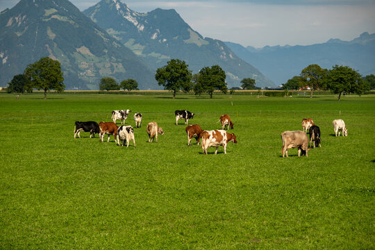 Cow at meadow. Beef cattle in green field. Cow in grassy pasture. Cow in the countryside. Cows graze on summer meadow. Rural landscapes with cows. Cows in a pasture.