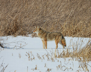 Coyote (Canis latrans) North American Carnivorous Canine Fur Bearing Mammal