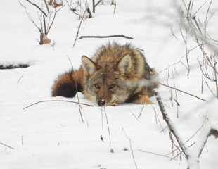 Obraz premium Coyote (Canis latrans) North American Carnivorous Canine Fur Bearing Mammal