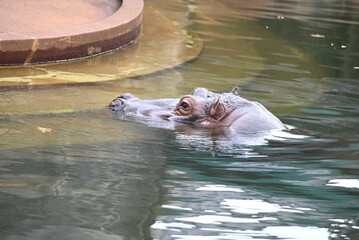 動物園のプールを泳ぐカバ