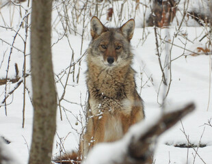 Obraz premium Coyote (Canis latrans) North American Carnivorous Canine Fur Bearing Mammal