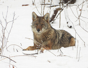 Coyote (Canis latrans) North American Carnivorous Canine Fur Bearing Mammal