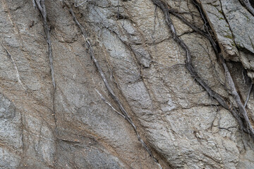  Mt Wilson Red Box Rd. San Gabriel Mountains, Los Angeles County, California. Quartz Diorite / Gray quartz diorite / Plutonic rocks. complexly intruded by dikes, sills and pods of leucogranitic rocks 