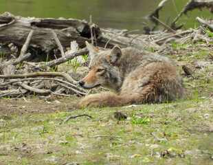 Coyote (Canis latrans) North American Carnivorous Canine Fur Bearing Mammal