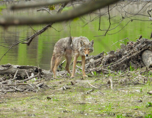 Coyote (Canis latrans) North American Carnivorous Canine Fur Bearing Mammal