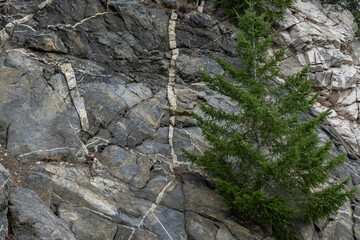  Mt Wilson Red Box Rd. San Gabriel Mountains, Los Angeles County, California. Quartz Diorite / Gray quartz diorite / Plutonic rocks. complexly intruded by dikes, sills and pods of leucogranitic rocks 