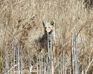 Coyote (Canis latrans) North American Carnivorous Canine Fur Bearing Mammal