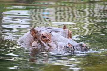 動物園のプールを泳ぐカバ
