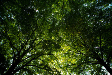 Green leaves on spring tree background. Green leaf forest greenery background. Green leaf forest on blurred greenery background.