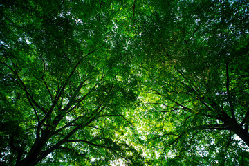 Nature of green leaf in garden at summer. Natural green leaves plants. Forest background. Green nature background. Green leaf background. Leaf in forest. Leaves plants backdrop.