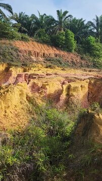 Soil eroded by rainfall forms ravines in palm oil plantations