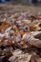 Close up of fall leaves