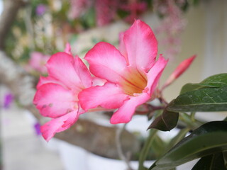 pink magnolia flowers