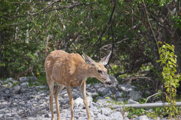 A Young Deer in the Woods