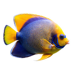 Masked Angelfish, isolated on transparent background