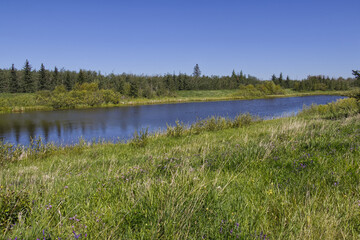 Pylypow Wetlands in the late summer