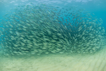 Bait ball of fish in blue ocean over sand