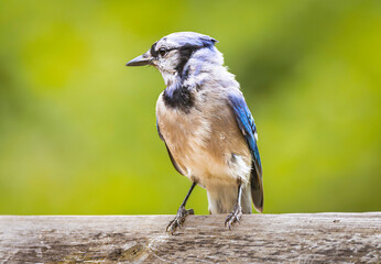 Blue Jay perched on a wood, blurred background