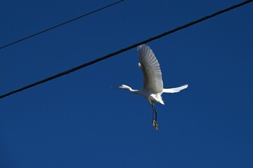 A flock of egrets playing on a telegraph pole. Wild bird background material.