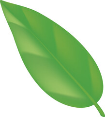 green tea, mint, green leaf on transparent png. Green Twigs and Branches with Leaves. Organic and logo, nature logo