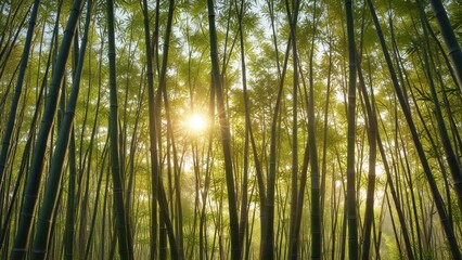 Fototapeta premium Bamboo stalks swaying in the wind with sunlight filtering through , nature, Asia, botanical garden