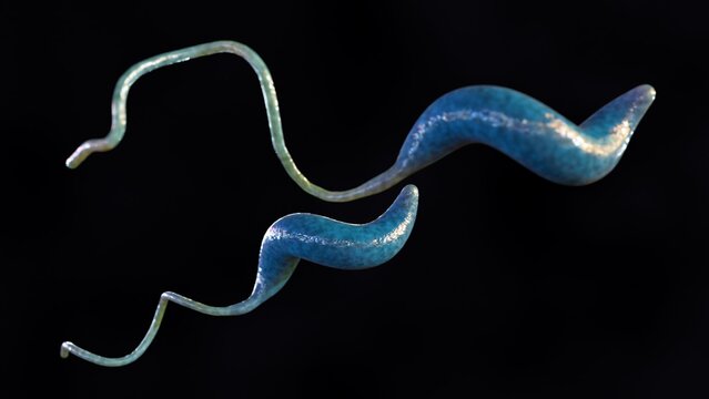 A 3D rendering of Campylobacter: a type of bacteria that can cause a diarrheal illness in humans. It's one of the most common causes of bacterial foodborne illness.