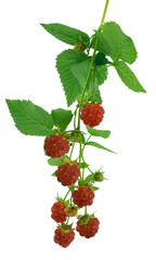 raspberry branches with ripe berries and leaves. Isolated on transparent, png. Red raspberries and green leaves. Bush with berries.