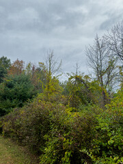 Trees Changing Colors on a Cloudy Autumn Day
