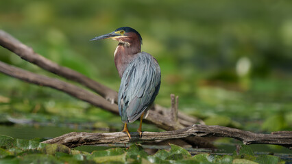 Green Heron, perched on driftwood
