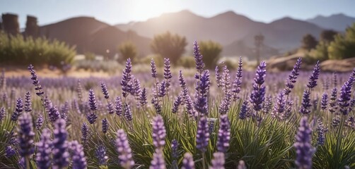 Obraz premium The sweet scent of blooming lavender fills the air on a warm summer day, lavender, warmth, flowers