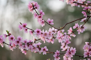 Pink Peach Blossom. Prunus persica