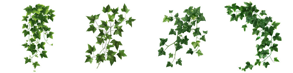 Lush Ivy Vines Climbing on Wall or Tree Trunk in Verdant Natural Environment