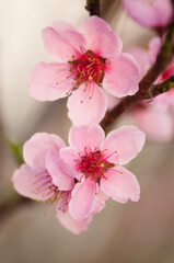 Peach Harrow Diamond. Prunus persica