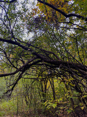 Large Tree Branch with Leaves Changing Colors in the Forest